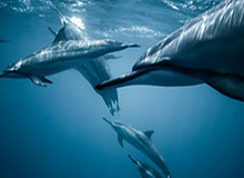 中超联赛免费视频直播观看-LPL赛事官方：Bin国际赛事招牌英雄胜率